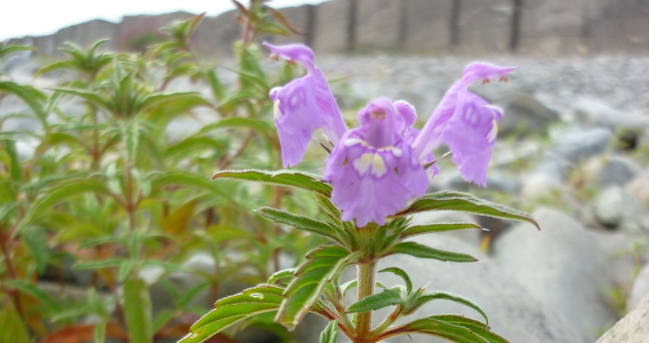 ‘Critically endangered’ flower to be saved from extinction by